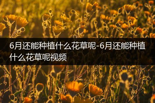 6月还能种植什么花草呢-6月还能种植什么花草呢视频