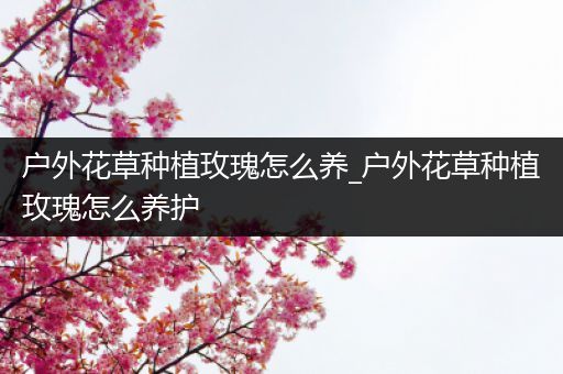 户外花草种植玫瑰怎么养_户外花草种植玫瑰怎么养护