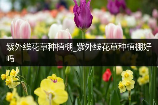 紫外线花草种植棚_紫外线花草种植棚好吗