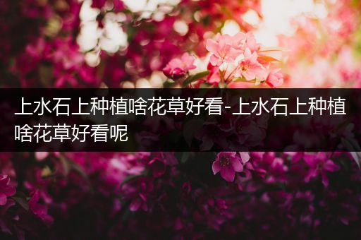 上水石上种植啥花草好看-上水石上种植啥花草好看呢