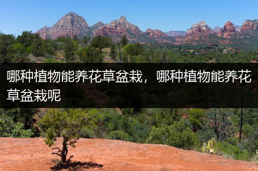 哪种植物能养花草盆栽，哪种植物能养花草盆栽呢