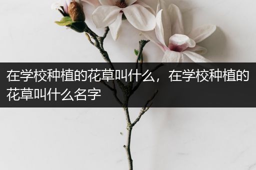 在学校种植的花草叫什么，在学校种植的花草叫什么名字