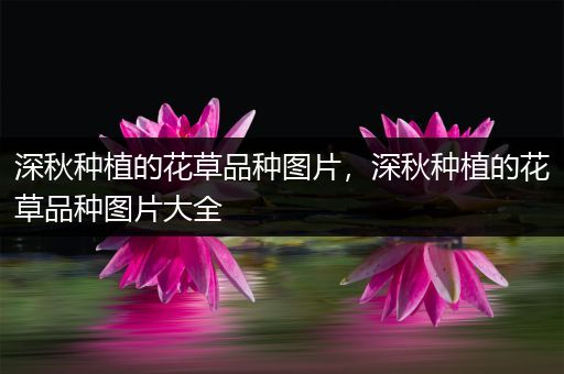 深秋种植的花草品种图片，深秋种植的花草品种图片大全