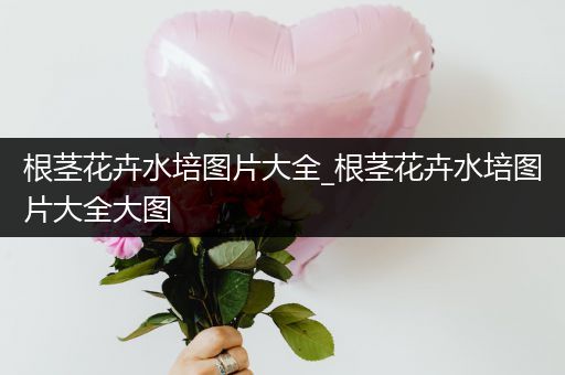 根茎花卉水培图片大全_根茎花卉水培图片大全大图