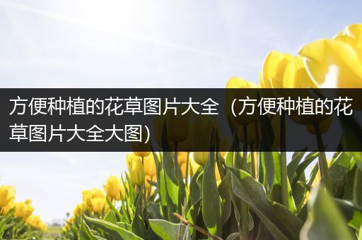 方便种植的花草图片大全（方便种植的花草图片大全大图）