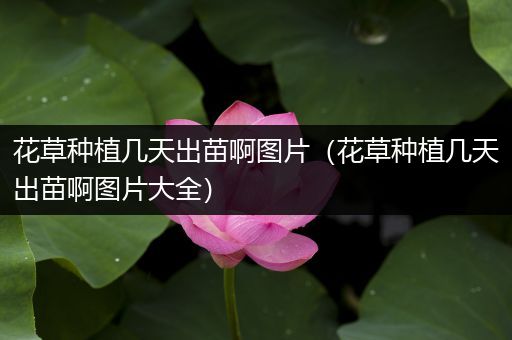 花草种植几天出苗啊图片（花草种植几天出苗啊图片大全）