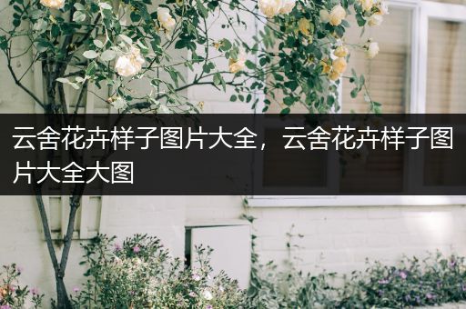 云舍花卉样子图片大全，云舍花卉样子图片大全大图