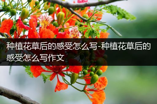 种植花草后的感受怎么写-种植花草后的感受怎么写作文