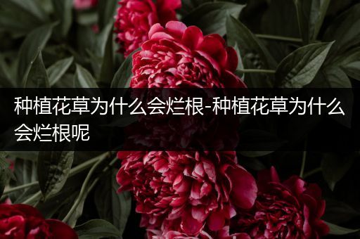种植花草为什么会烂根-种植花草为什么会烂根呢