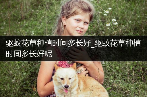 驱蚊花草种植时间多长好_驱蚊花草种植时间多长好呢