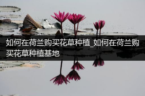 如何在荷兰购买花草种植_如何在荷兰购买花草种植基地