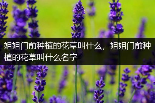 姐姐门前种植的花草叫什么，姐姐门前种植的花草叫什么名字