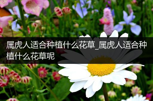 属虎人适合种植什么花草_属虎人适合种植什么花草呢