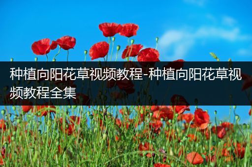 种植向阳花草视频教程-种植向阳花草视频教程全集