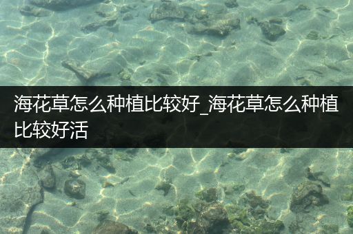 海花草怎么种植比较好_海花草怎么种植比较好活