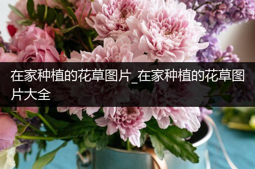 在家种植的花草图片_在家种植的花草图片大全