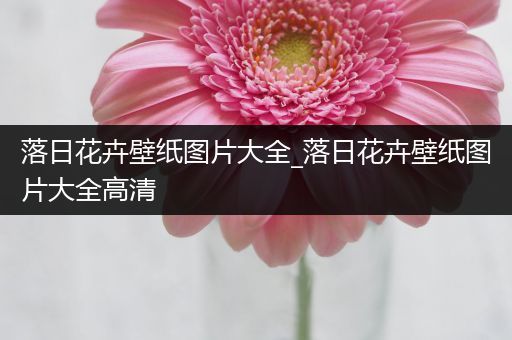 落日花卉壁纸图片大全_落日花卉壁纸图片大全高清