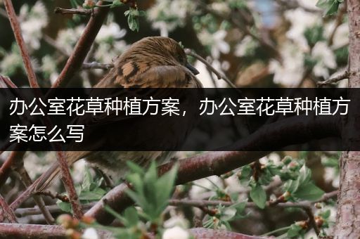 办公室花草种植方案，办公室花草种植方案怎么写