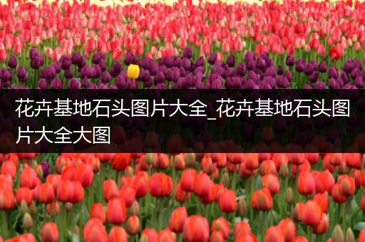 花卉基地石头图片大全_花卉基地石头图片大全大图