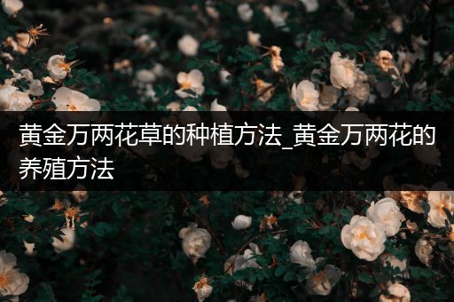 黄金万两花草的种植方法_黄金万两花的养殖方法