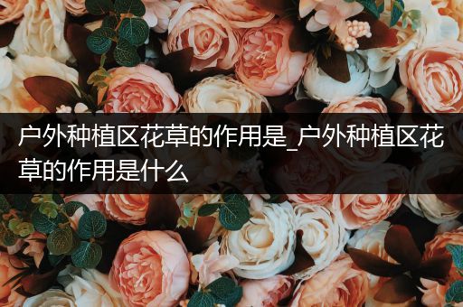 户外种植区花草的作用是_户外种植区花草的作用是什么