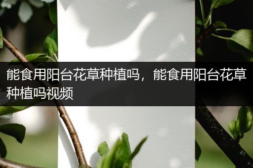 能食用阳台花草种植吗，能食用阳台花草种植吗视频