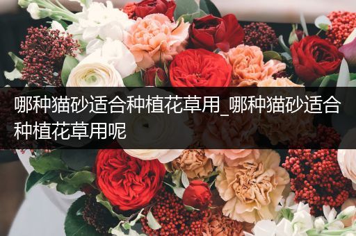 哪种猫砂适合种植花草用_哪种猫砂适合种植花草用呢