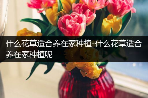 什么花草适合养在家种植-什么花草适合养在家种植呢