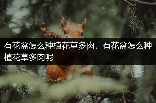 有花盆怎么种植花草多肉，有花盆怎么种植花草多肉呢
