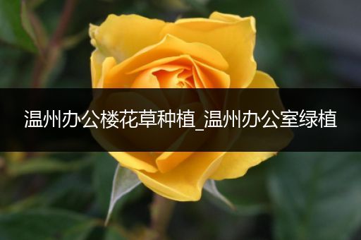 温州办公楼花草种植_温州办公室绿植
