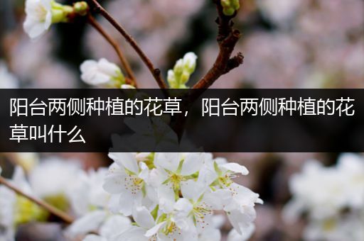 阳台两侧种植的花草，阳台两侧种植的花草叫什么