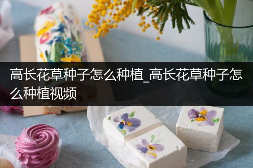 高长花草种子怎么种植_高长花草种子怎么种植视频