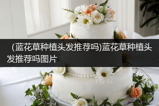 （蓝花草种植头发推荐吗)蓝花草种植头发推荐吗图片