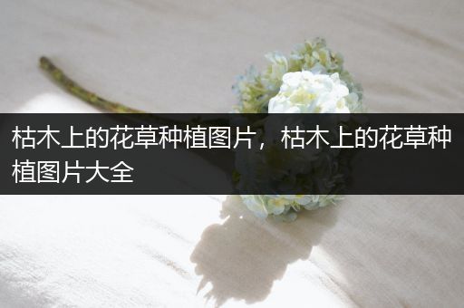 枯木上的花草种植图片，枯木上的花草种植图片大全