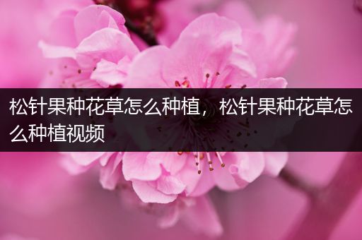松针果种花草怎么种植，松针果种花草怎么种植视频
