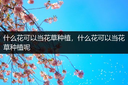 什么花可以当花草种植，什么花可以当花草种植呢