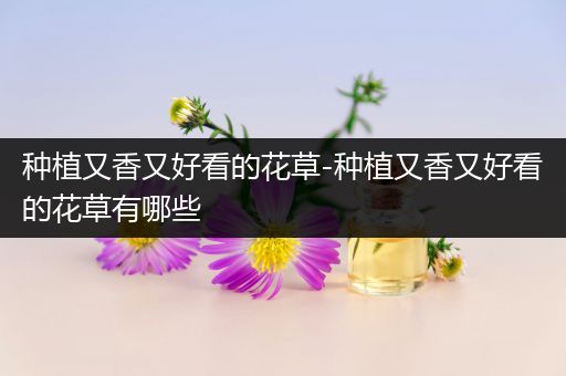 种植又香又好看的花草-种植又香又好看的花草有哪些