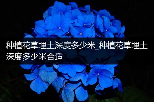 种植花草埋土深度多少米_种植花草埋土深度多少米合适