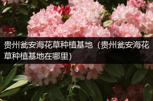 贵州瓮安海花草种植基地（贵州瓮安海花草种植基地在哪里）
