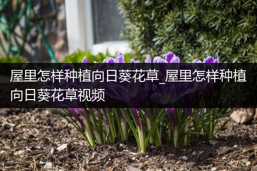 屋里怎样种植向日葵花草_屋里怎样种植向日葵花草视频