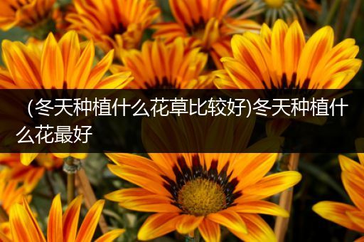 （冬天种植什么花草比较好)冬天种植什么花最好