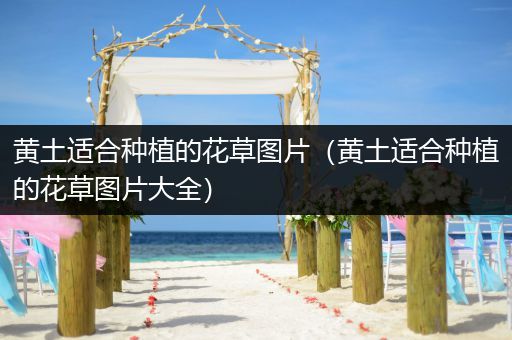 黄土适合种植的花草图片（黄土适合种植的花草图片大全）