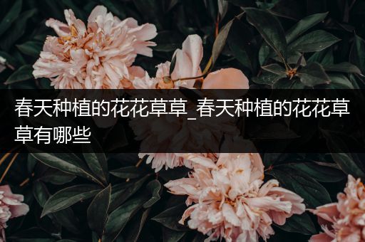 春天种植的花花草草_春天种植的花花草草有哪些
