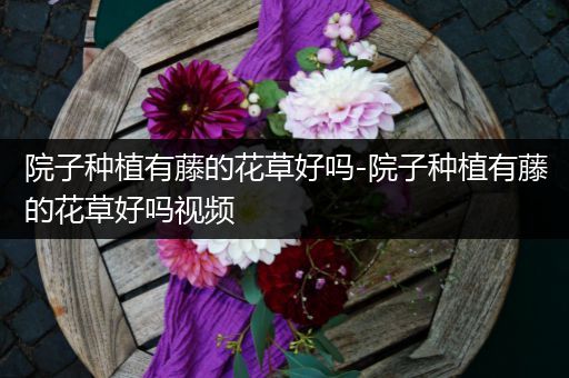 院子种植有藤的花草好吗-院子种植有藤的花草好吗视频