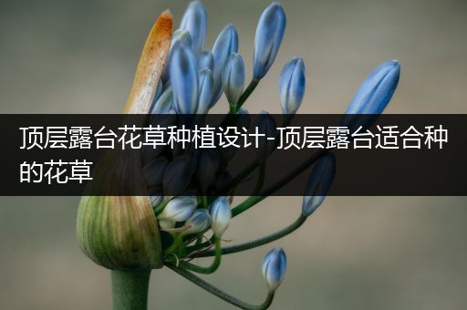 顶层露台花草种植设计-顶层露台适合种的花草