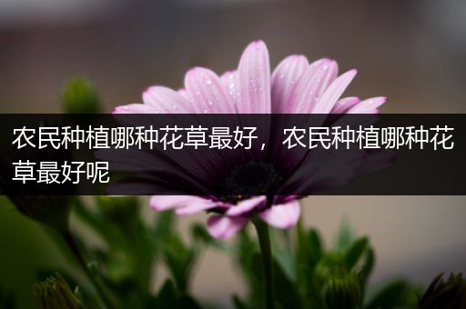 农民种植哪种花草最好，农民种植哪种花草最好呢