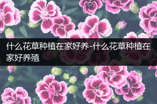 什么花草种植在家好养-什么花草种植在家好养殖