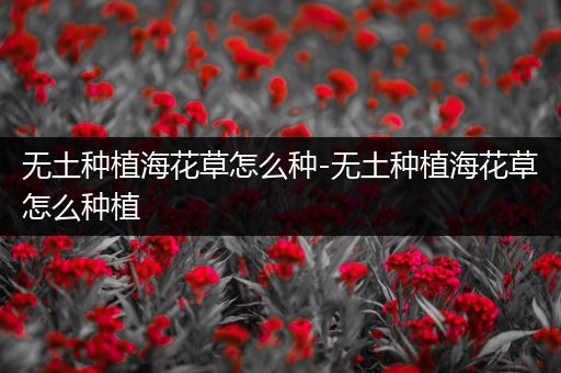 无土种植海花草怎么种-无土种植海花草怎么种植