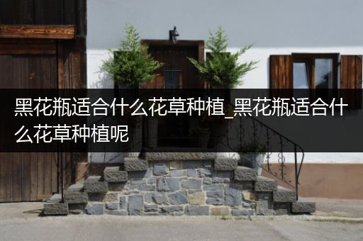 黑花瓶适合什么花草种植_黑花瓶适合什么花草种植呢
