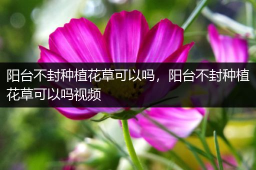 阳台不封种植花草可以吗，阳台不封种植花草可以吗视频
